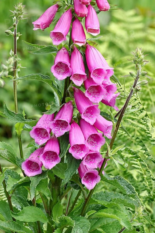 Common foxglove (Digitalis purpurea), flowers, close-up, from the plantain family, highly toxic, deadly poisonous plant, Wilnsdorf, North Rhine-Westphalia, Germany