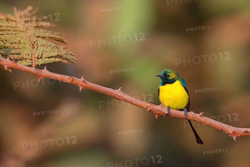 Green-breasted Sunbird, Green-throated Sunbird, Hedydipna platura, Anthodiaeta platura, (Anthreptes platurus), Pygmy Sunbird, Suimanga pigmeo, Tendaba camp / Kwinella area, Kwinella, South Bank, Gambia