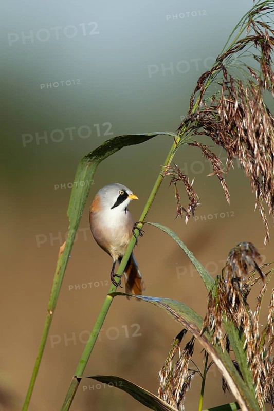 Bearded tit or reedling (Panurus biarmicus) adult male bird on a reed stem in a reedbed, England, United Kingdom