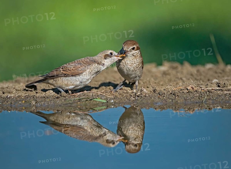 Red-backed Shrike (Lanius collurio) female feeding young, Aosta Valley, Italy
