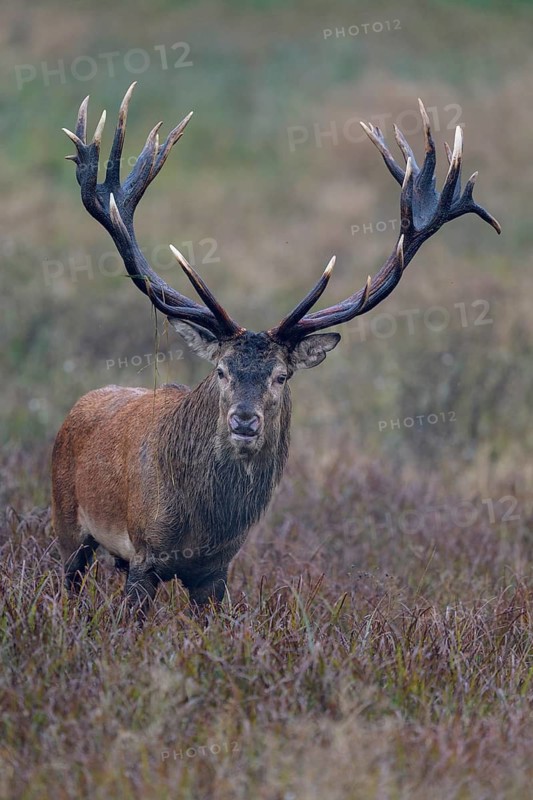 Red deer (Cervus elaphus), capital stag standing in a meadow, rutting, Zealand, Denmark
