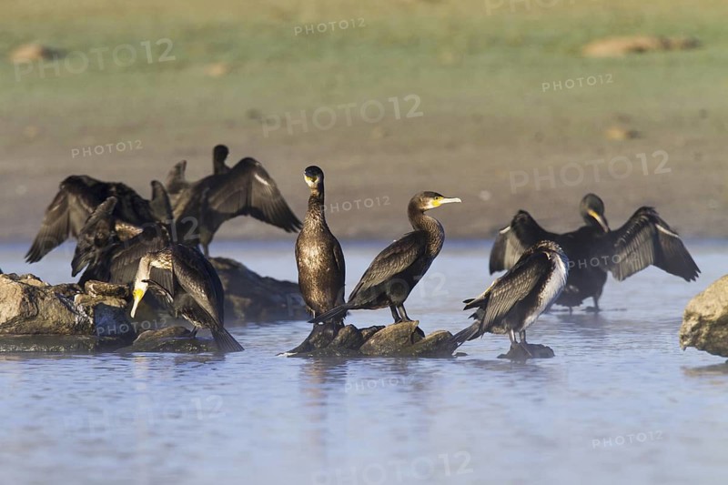 Great Cormorant (Phalacrocorax carbo), Madrid, Spain