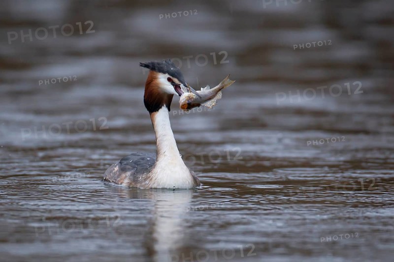 Great crested grebe (Podiceps cristatus) adult bird on a lake with a Bullhead fish for food in its beak, Norfolk, England, United Kingdom
