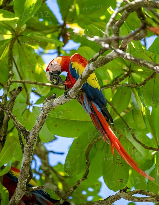 Scarlet macaws (Ara macao) in bengal almond (Terminalia catappa), Puntarenas province, Costa Rica