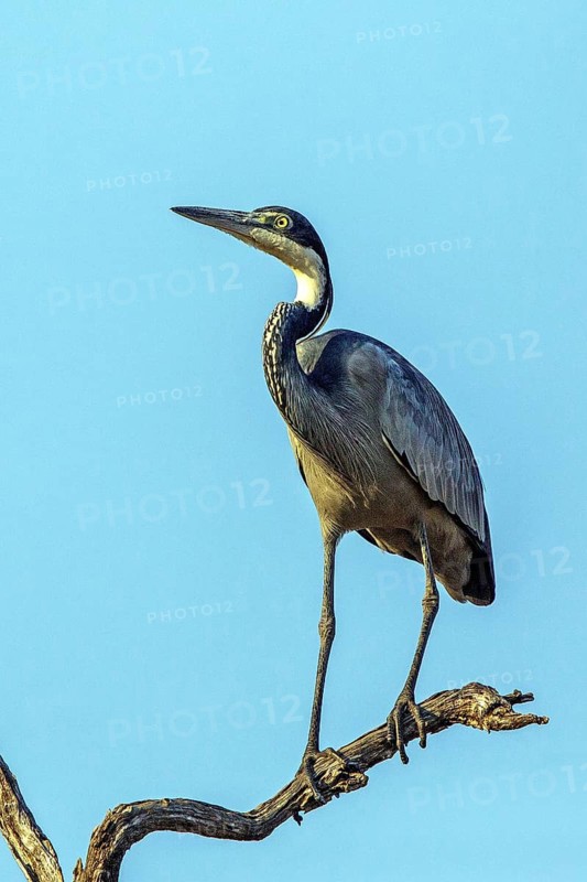 Black-necked Heron (Ardea melanocephala), Animals, Birds, Heron, Walking bird, Zambia, South Africa