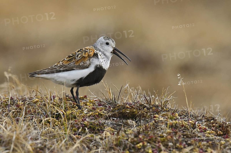 Dunlin (Calidris alpina), Alaska, USA
