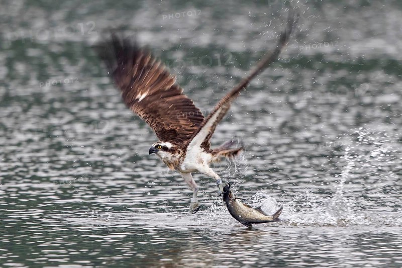 Western Osprey (Pandion haliaetus) flying with fish prey in its claws, Mecklenburg-Western Pomerania, Germany