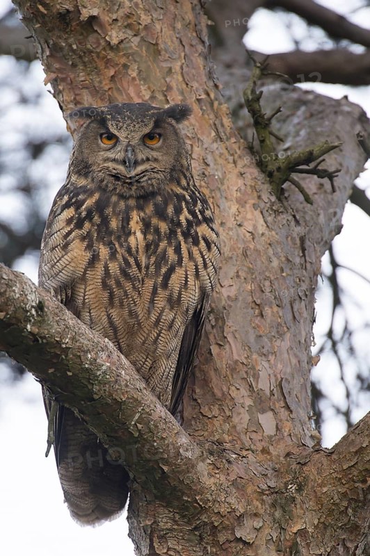 Eurasian Eagle-Owl (Bubo bubo), Lower Saxony, Germany