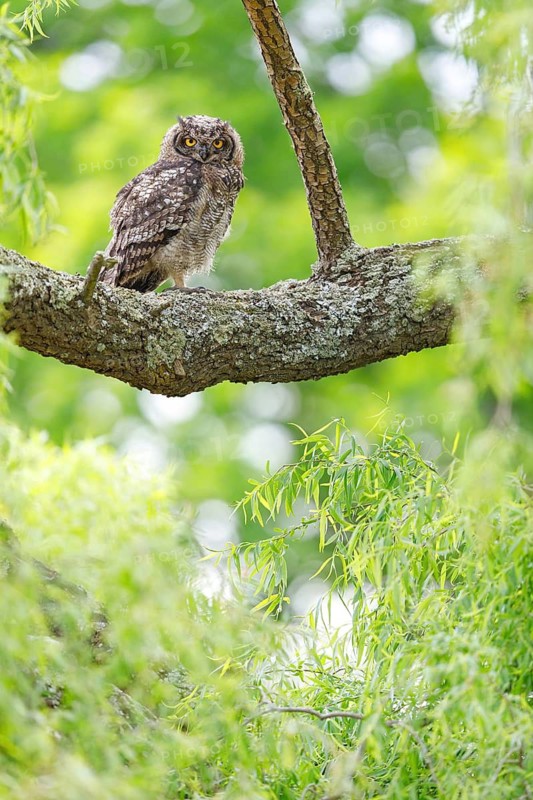 Spotted eagle-owl (Bubo africanus), Grand-duc africain, Wakkerstrom surroundings, Wakkerstrom, Mpumalanga, South Africa
