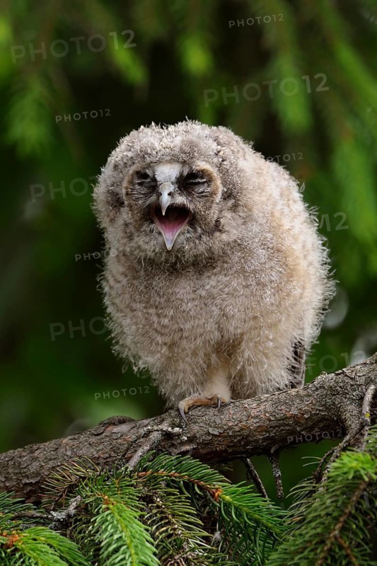 Tawny Owl (Strix aluco) chick perched on a branch, North Rhine-Westphalia, Germany