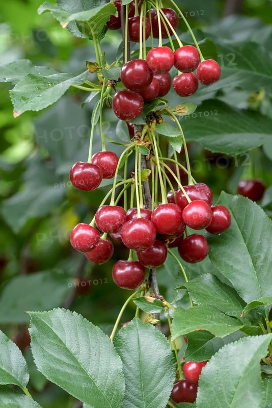 Sour cherry (Prunus cerasus MORELLENFEUER),  Austria