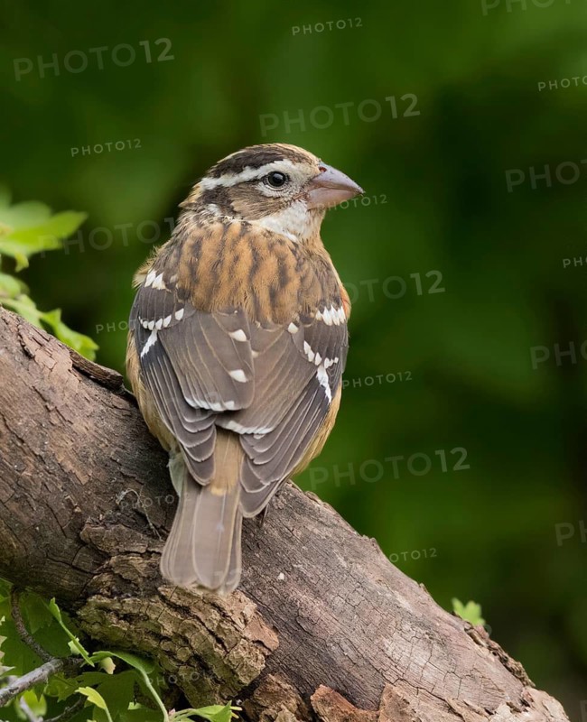 Rose-breasted Grosbeak, Pheucticus ludovicanus, juvenile, perched in Saskatoon in the fall, in Saskatchewan