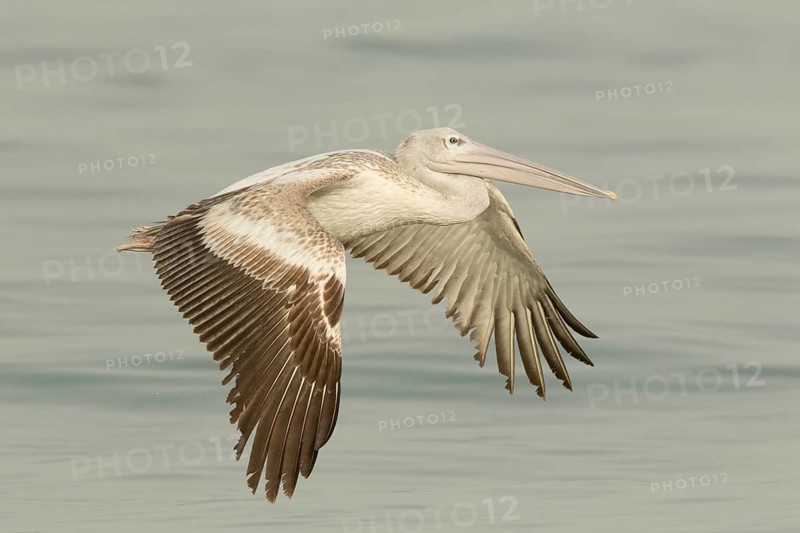 Pink-backed Pelican (Pelecanus rufescens) flying, Gambia