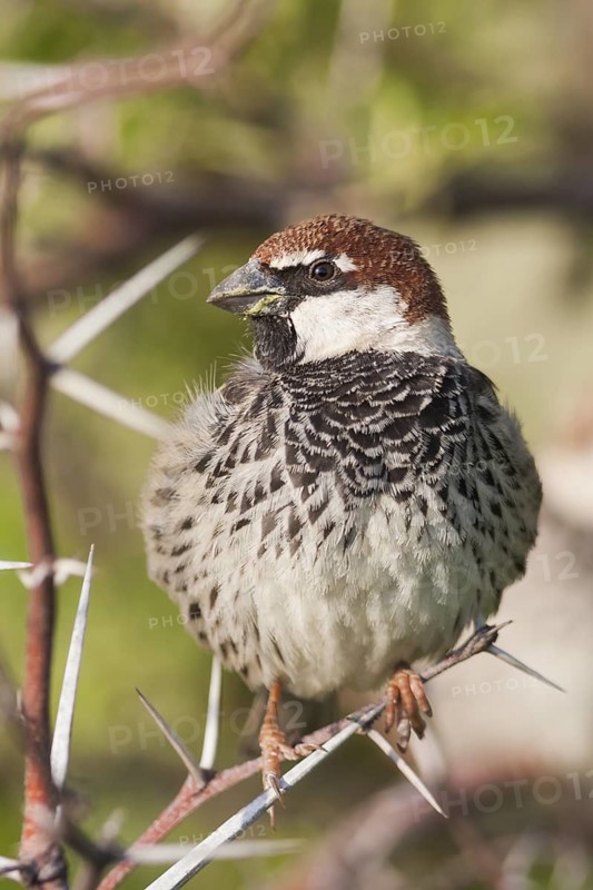 Spanish Sparrow - Weidensperling - Passer hispaniolensis ssp. transcaspicus, male, Turkey