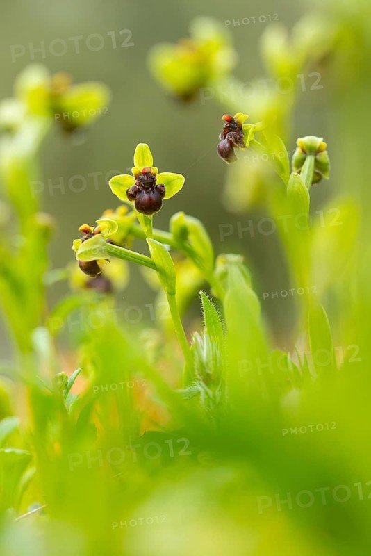 Close-up view of rare Andalusian orchids, showcasing vibrant green hues and distinctive dark brown markings, thriving in their natural environment