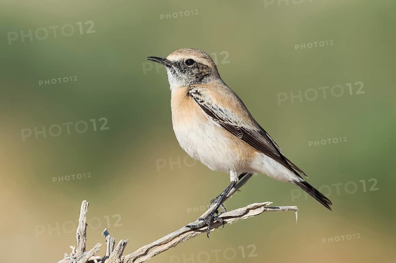 Desert Wheatear (Oenanthe deserti homochroa) Eilat, Israel