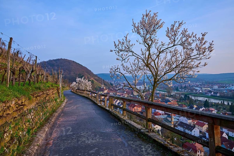 A path on a hill with a view of a town and blooming almond trees, Klingenberg am Main, Churfranken, Untermain, Main, Spessart, Bavaria, Germany