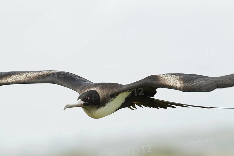 Great Frigatebird (Fregata minor) female flying, Hawaii, USA