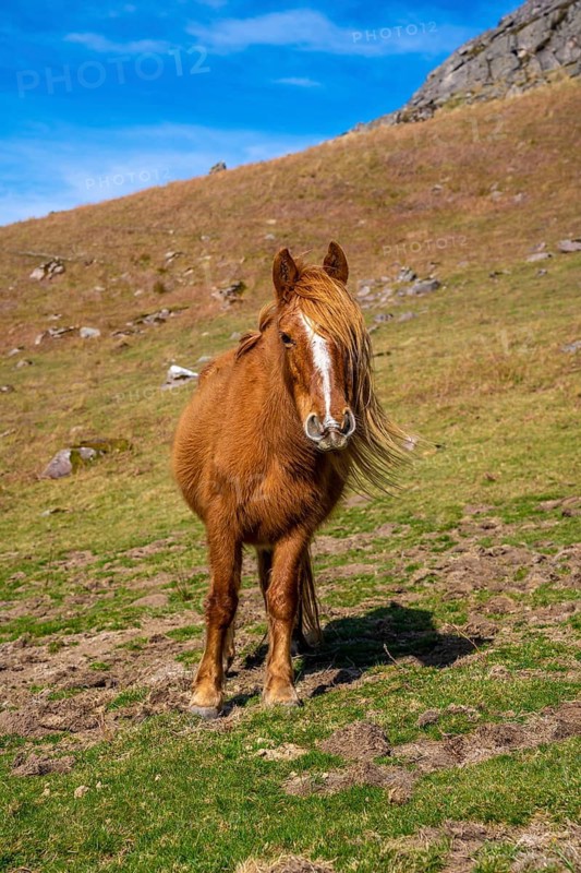 A brown horse with a lot of hair up on top of Mount Adarra in Guipuzcoa. Basque Country