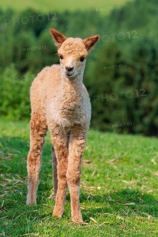 A newly born white alpaca (Vicugna pacos) stands in a green meadow on a sunny day. A green forest can be seen in the background