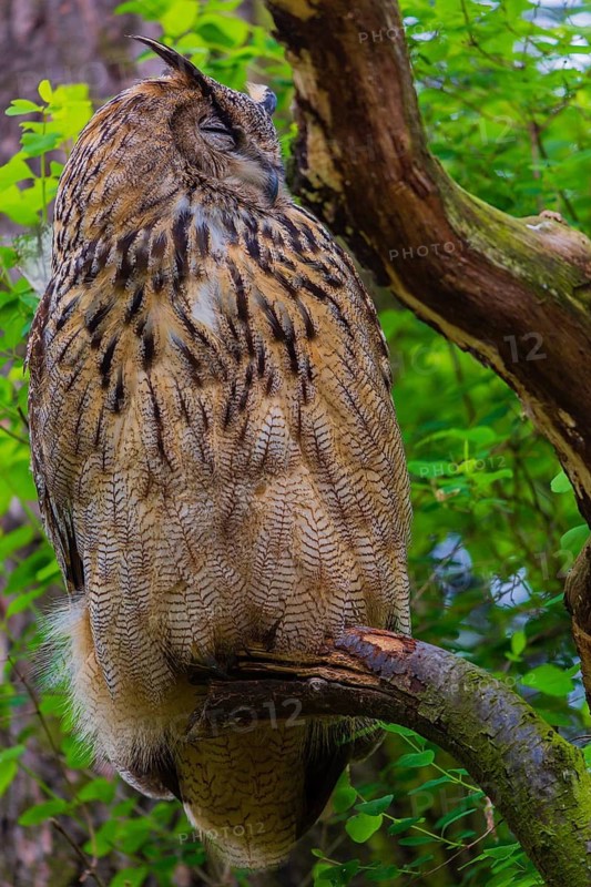 Portrait of an Eurasian Eagle Owl, Bubo bubo. Green vegetation in the background