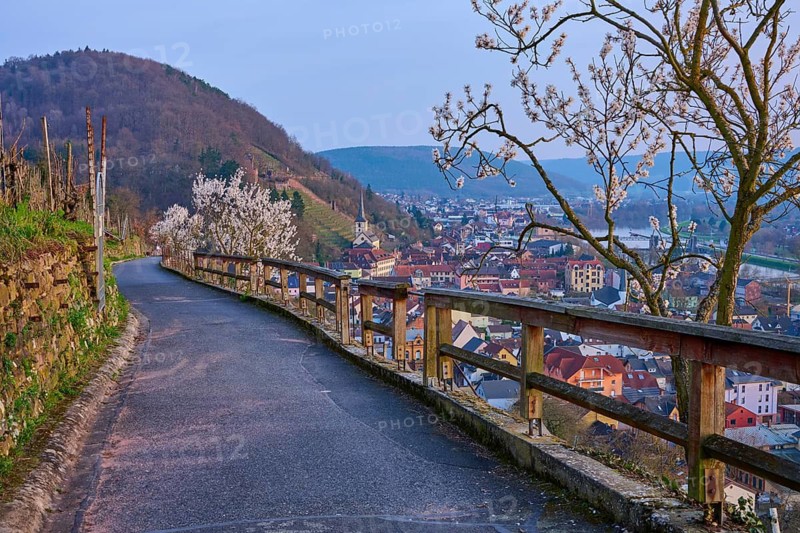 A path along a hill with a view of blooming almond trees and the city, Klingenberg am Main, Churfranken, Untermain, Main, Spessart, Bavaria, Germany