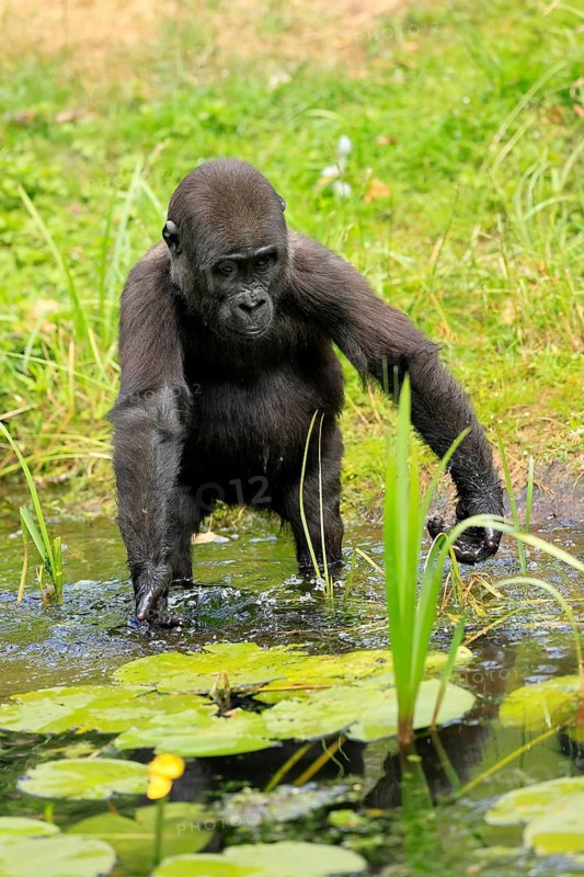 Western gorilla (Gorilla gorilla), young animal, at the water, splashing, playing, discovering