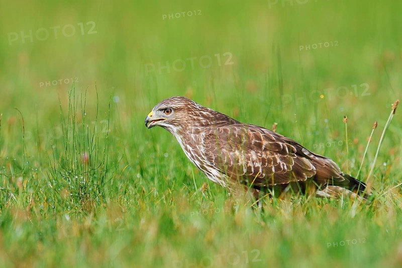 Common buzzard (Buteo buteo) sitting in a meadow, North Rhine-Westphalia, Germany