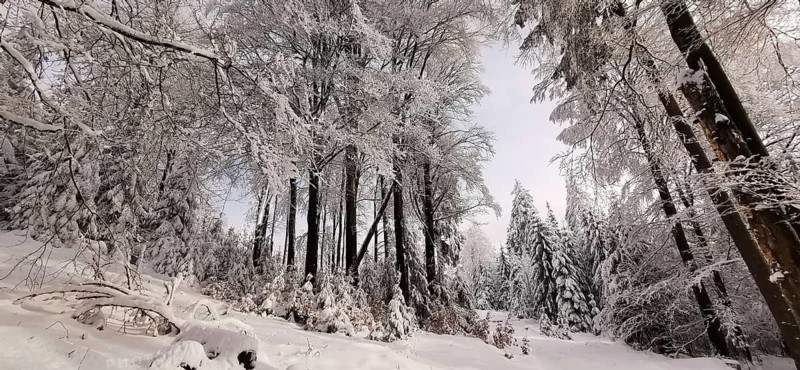 Snowy forest with tall trees, a quiet winter atmosphere, Franconian Forest nature park Park
