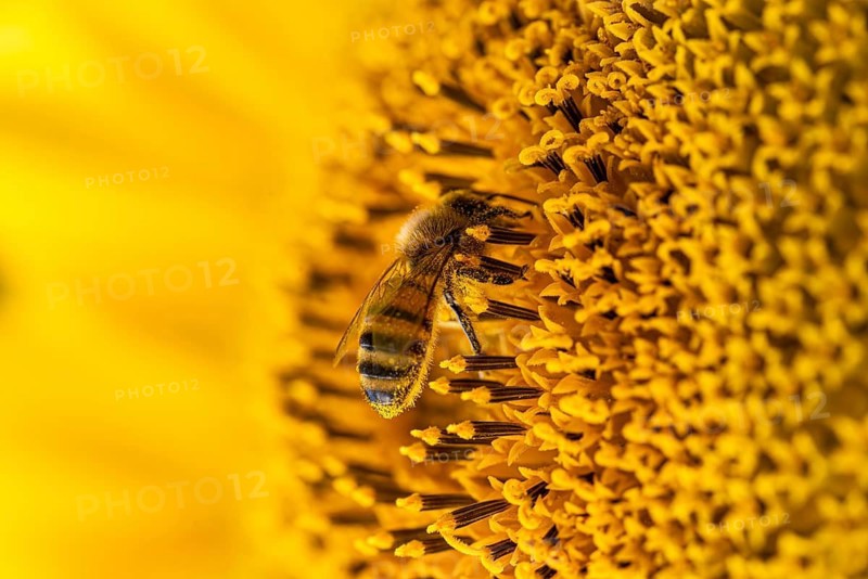 Macro photograph of a honey bee (Apis mellifera) on the bright yellow blossom of a sunflower (Helianthus annuus), Germany