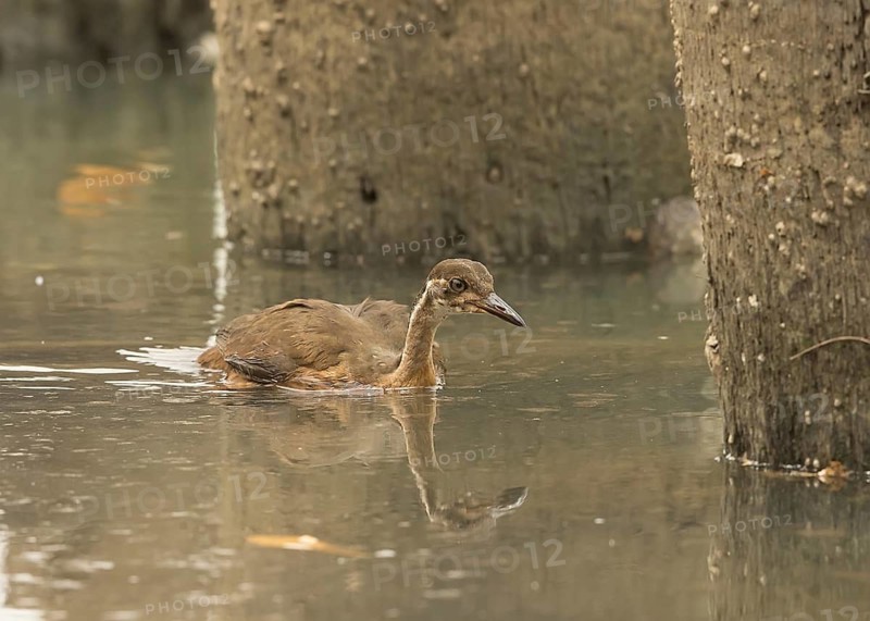 African Finfoot (Podica senegalensis) juvenile, Gambia