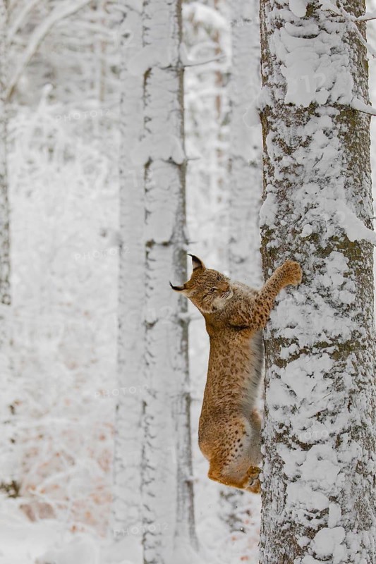 One young male Eurasian lynx, (Lynx lynx), climbing up a birch tree in a snow covered forest