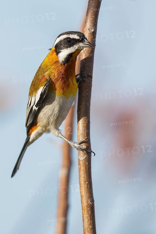 Western Spindalis (Spindalis zena) perched on a branch in Cuba