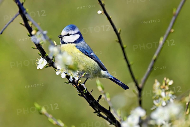 Blue tit (Parus caeruleus), sitting in flowering blackthorn (Prunus spinosa), Flachsee nature reserve, Reusstal, Freiamt, Canton Aargau, Switzerland
