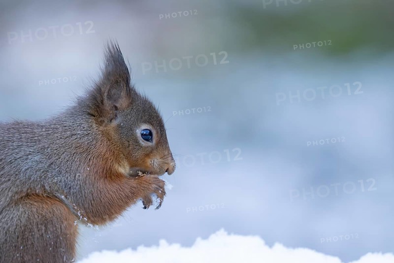 Red squirrel (Sciurus vulgaris) adult animal feeding on a nut in a snow covered woodland in winter, England, United Kingdom