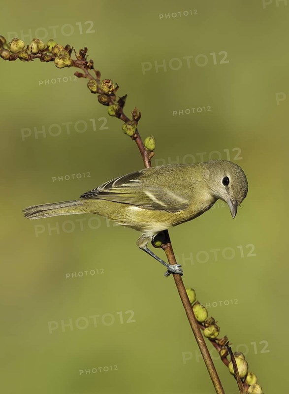 Bell's Vireo (Vireo bellii), Texas, USA