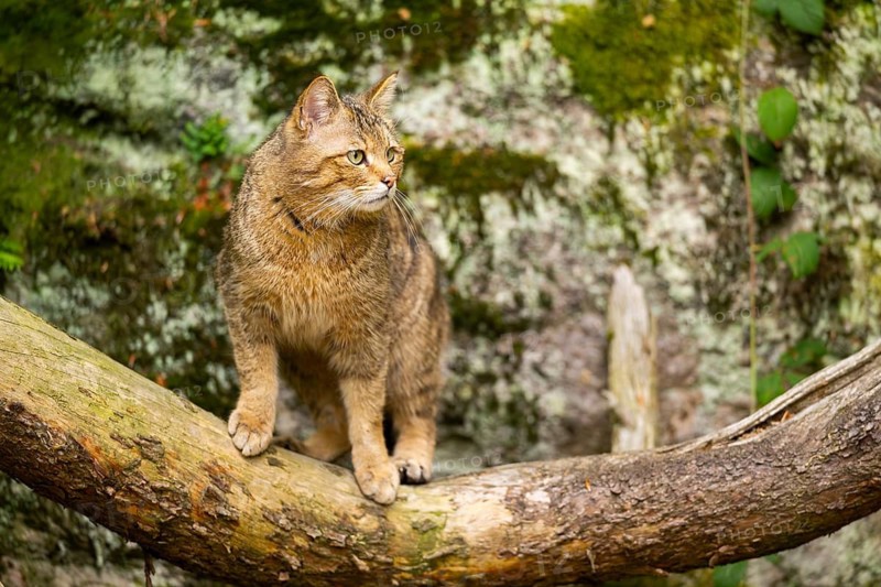 European wildcat (Felis silvestris silvestris) sitting in a forest, Bavaria, Germany