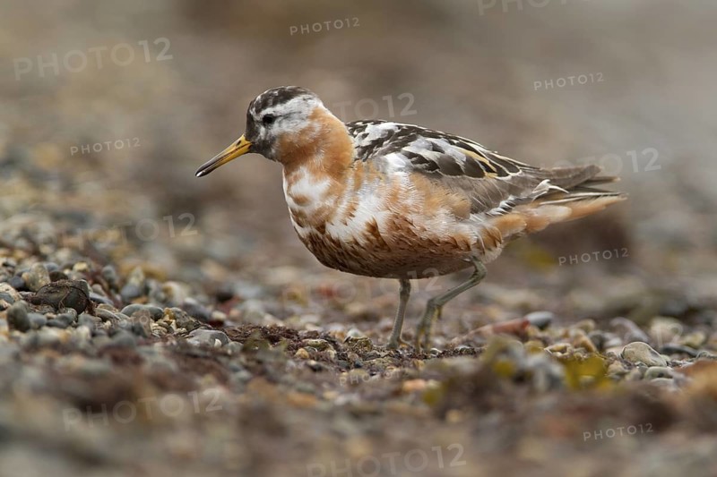 Red Phalarope (Phalaropus fulicarius) male, Chukotka, Russia