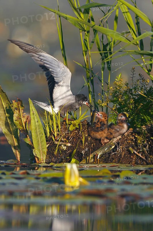 Black Tern (Chlidonias niger) feeding chick, Mecklenburg-Western Pomerania, Germany