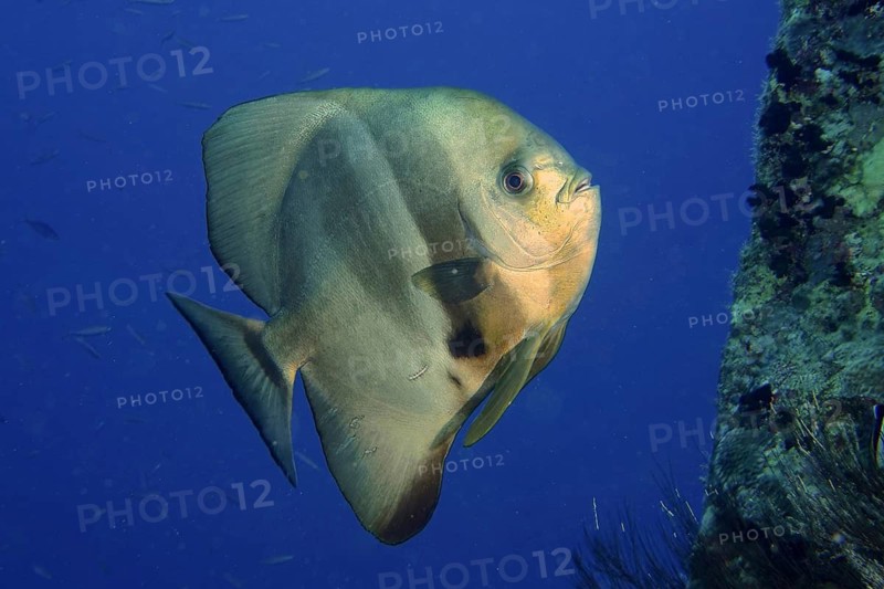 Round-headed batfish (Platax orbicularis)