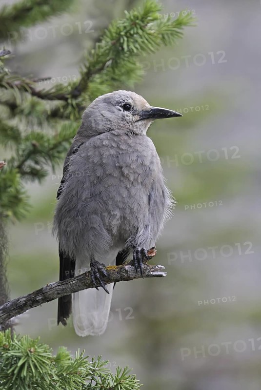 Clark's Nutcracker (Nucifraga columbiana), Alberta, Canada