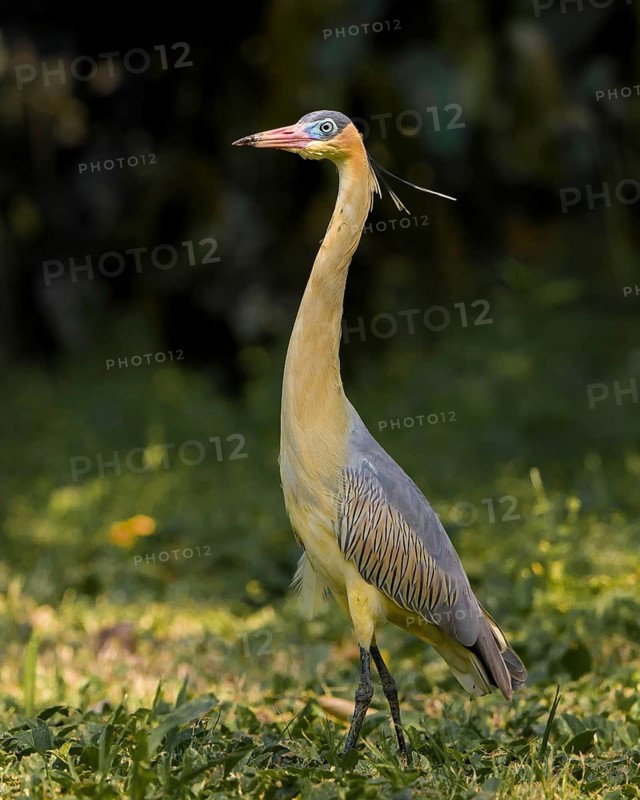 Whistling Heron (Syrigma sibilatrix), Bolivia