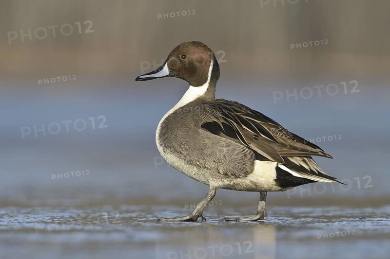 Northern Pintail (Anas acuta) male, British Columbia, Canada