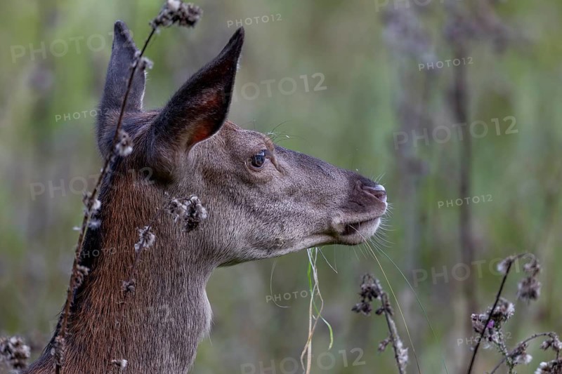 The red deer (Cervus elaphus) comes so close to my hiding place that I can only take portraits, August, Germany