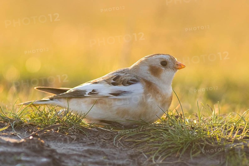 Snow Bunting (Plectrophenax nivalis) perched on the ground, Hortobagy, Hungary