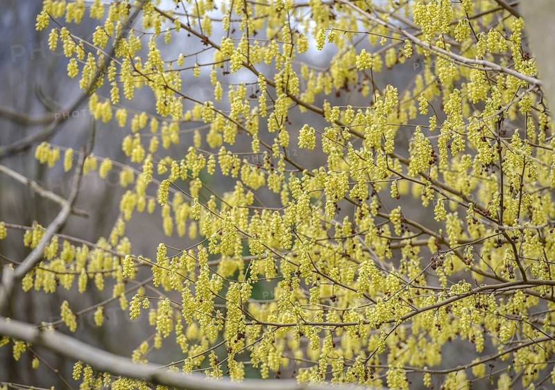 Mock hazel (Corylopsis sinensis), Switzerland