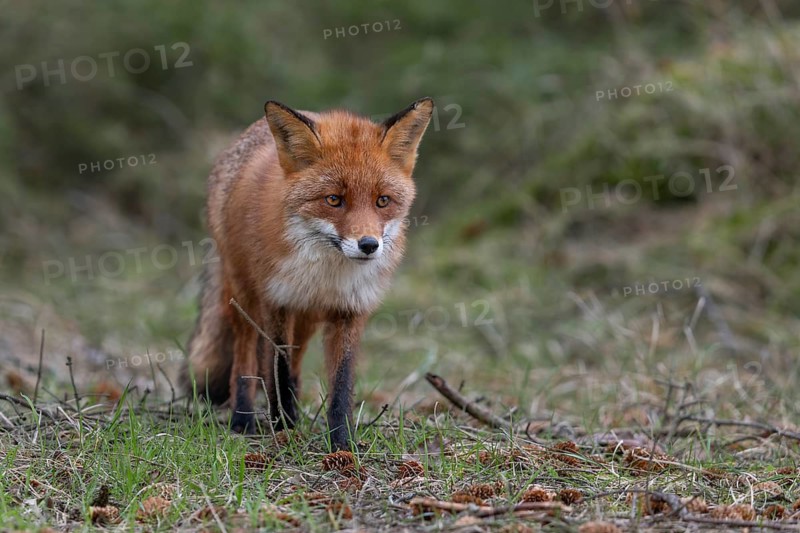 For the red fox (Vulpes vulpes) it is no problem to move silently on the forest floor, the fallen spruce cones would cause me big problems, raising young, April, Denmark