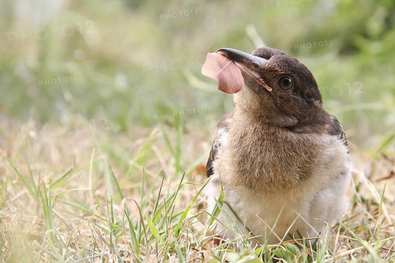 Pied Butcherbird (Cracticus nigrogularis) juvenile, Queensland, Australia