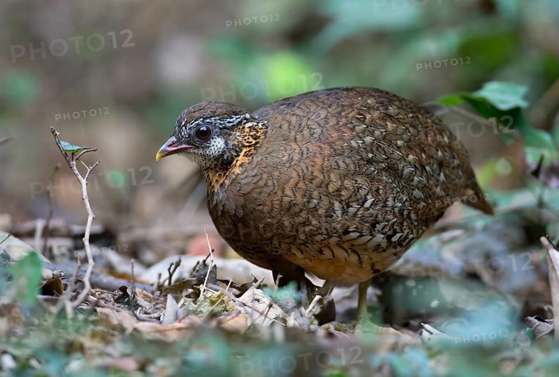 Green-legged Partridge (Arborophila chloropus), Kaeng Krachan, Thailand