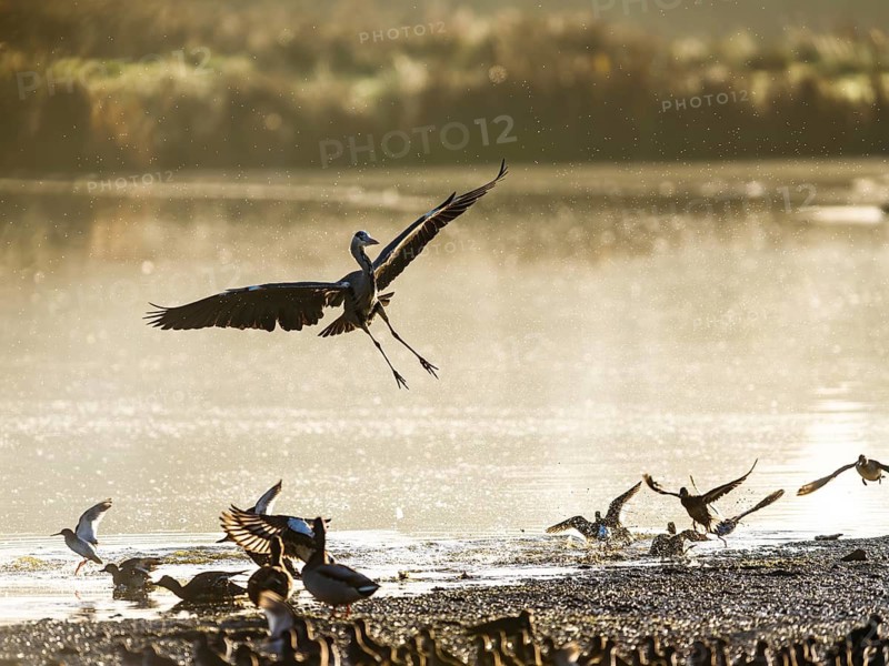 Grey Heron, Ardea cinerea, bird in winter on marshes in winter soft morning light, Devon, England, United Kingdom